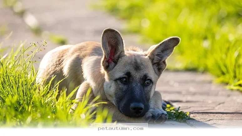 Keep Your Pets Safe With These 5 Essential Tips for 2026 Holidays