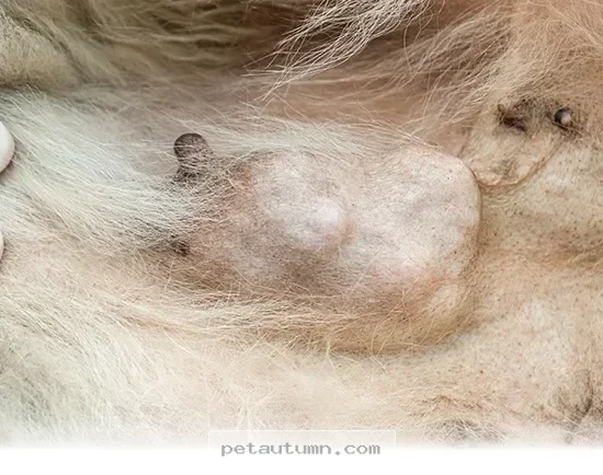 Key Warning Signs of Pet Cancer Every Owner Should Watch in 2026