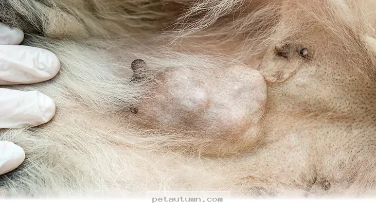 Key Warning Signs of Pet Cancer Every Owner Should Watch in 2026