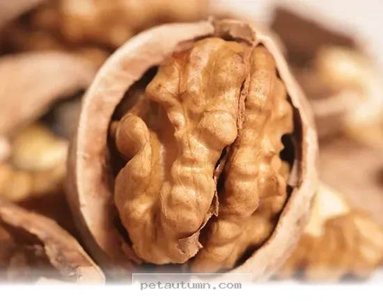 Nutritious Benefits of 2026 Brain Shaped Dog Treats You Should Know