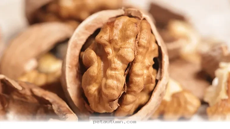 Nutritious Benefits of 2026 Brain Shaped Dog Treats You Should Know