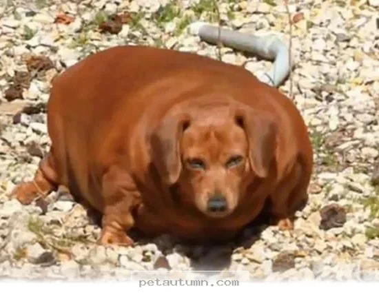 See How 1 Lucky Dog Changed Completely In Our 2026 Rescue Journey