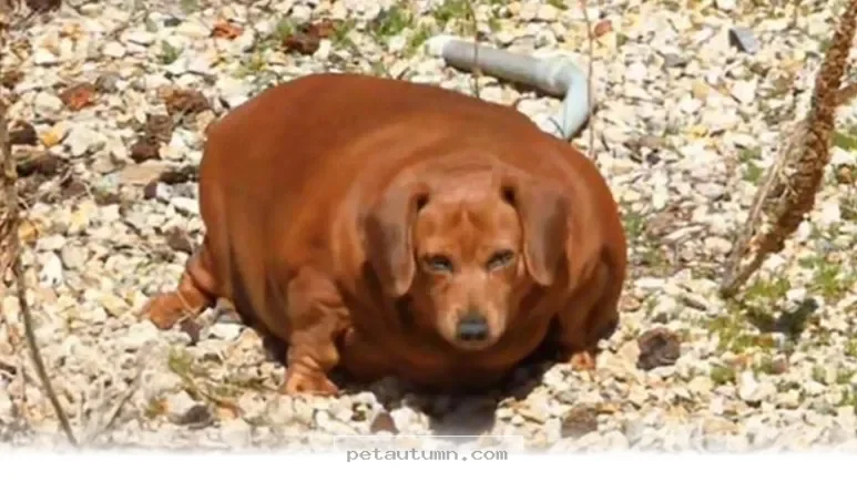 See How 1 Lucky Dog Changed Completely In Our 2026 Rescue Journey