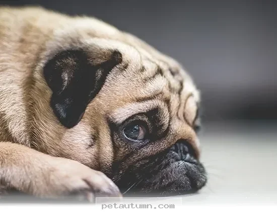 Simple Habits to Keep Your Dog Happy and Calm Throughout 2026