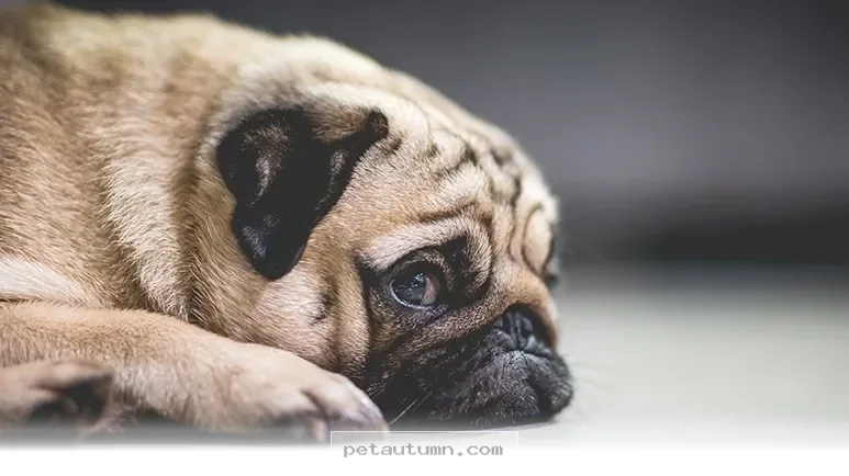 Simple Habits to Keep Your Dog Happy and Calm Throughout 2026
