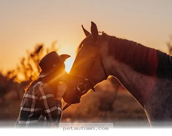 Simple Signs Your Horse Is Asking You for Help in 2026