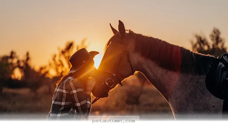 Simple Signs Your Horse Is Asking You for Help in 2026