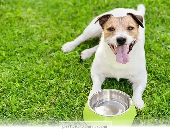 Simple Ways to Boost Your Pet's Daily Energy Levels in 2026