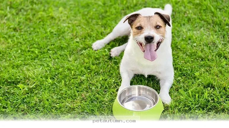 Simple Ways to Boost Your Pet’s Daily Energy Levels in 2026