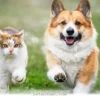 Simple Ways to Care for Your Pet With 2026 Health Standards Today