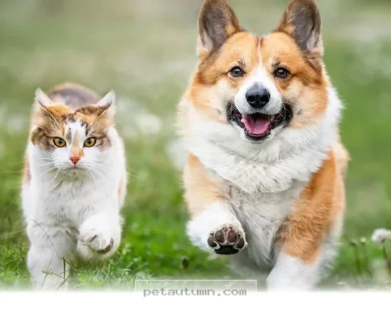 Simple Ways to Care for Your Pet With 2026 Health Standards Today