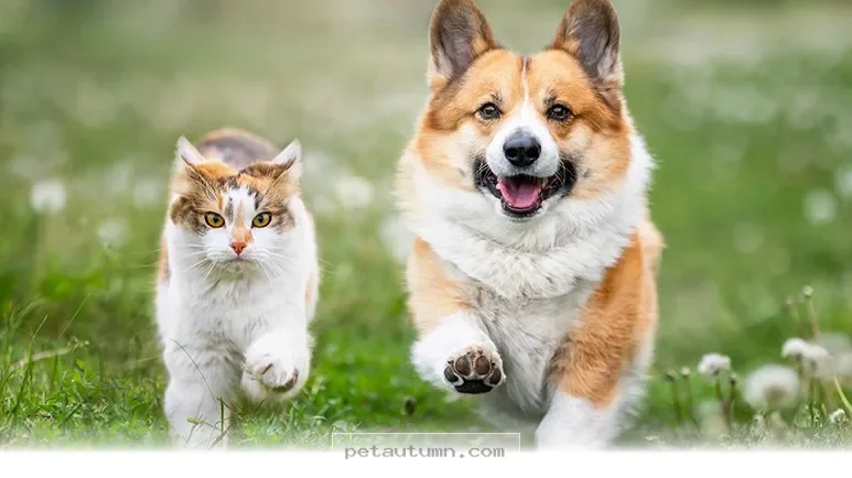 Simple Ways to Care for Your Pet With 2026 Health Standards Today