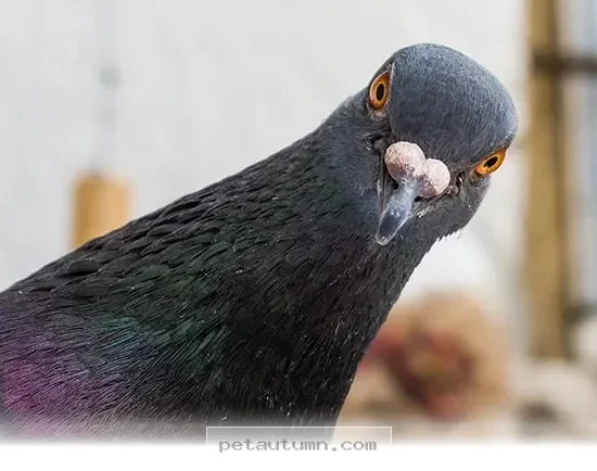 Surprising Facts About 5 Common Backyard Birds You Should Know in 2026