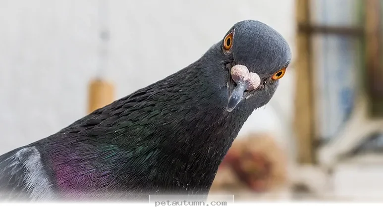 Surprising Facts About 5 Common Backyard Birds You Should Know in 2026
