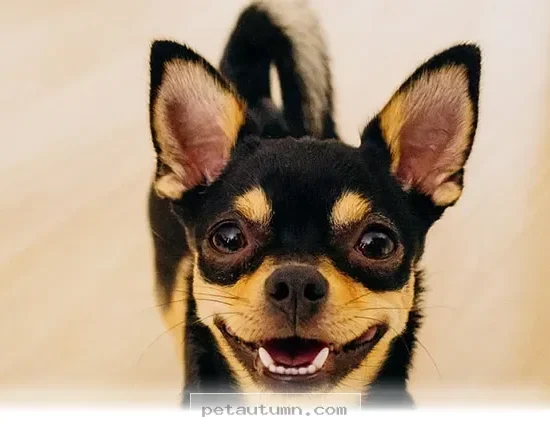 Surprising Health Facts About Tiny Dogs You Should Know in 2026