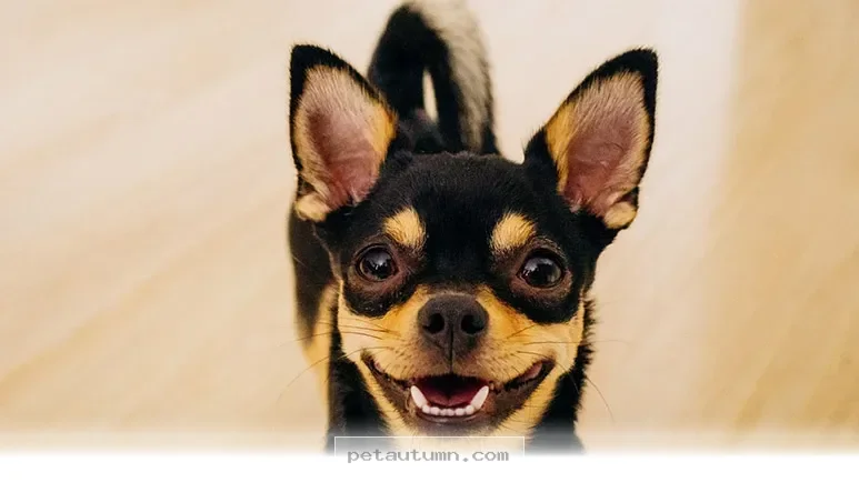 Surprising Health Facts About Tiny Dogs You Should Know in 2026
