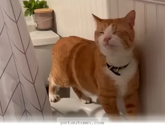 Surprising Things Your Cat Might Start Collecting at Home in 2026