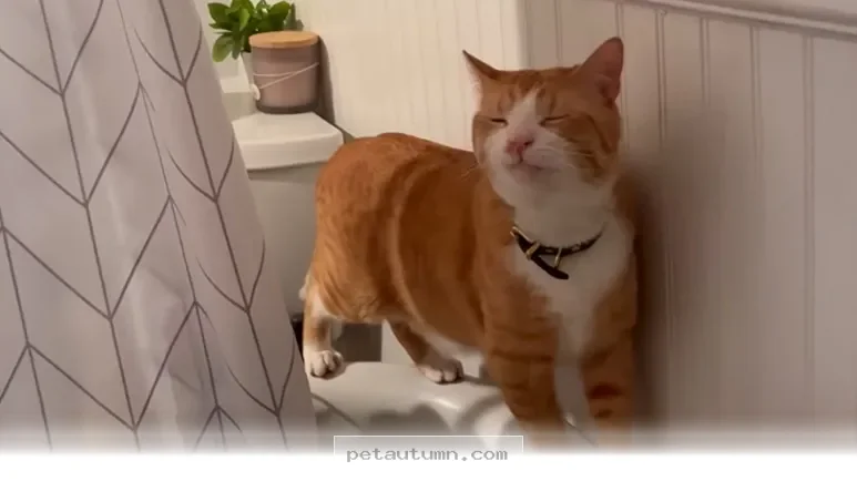 Surprising Things Your Cat Might Start Collecting at Home in 2026
