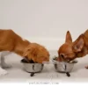 Tailoring Your Senior Dog's Nutrition for a Healthier 2026 Lifestyle