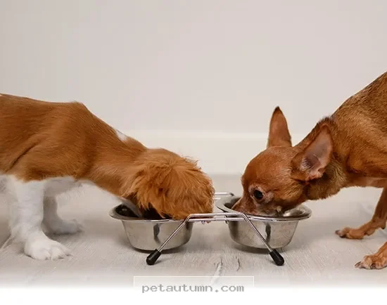 Tailoring Your Senior Dog's Nutrition for a Healthier 2026 Lifestyle