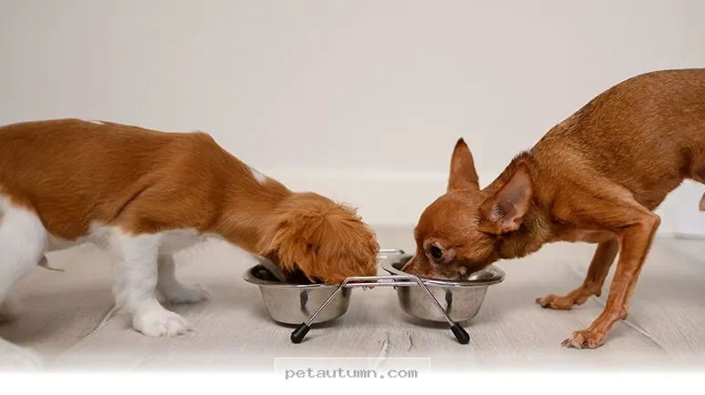 Tailoring Your Senior Dog's Nutrition for a Healthier 2026 Lifestyle