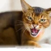 Top 5 Cat Behavior Challenges for American Pet Owners in 2026