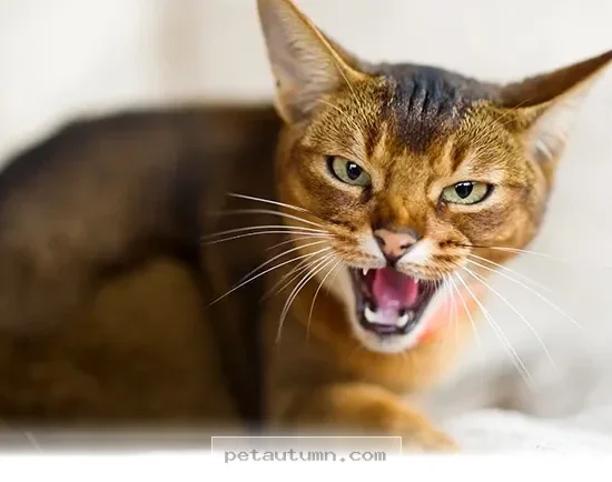 Top 5 Cat Behavior Challenges for American Pet Owners in 2026