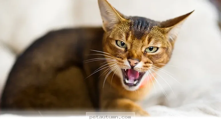 Top 5 Cat Behavior Challenges for American Pet Owners in 2026