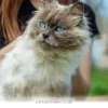 Top 5 Cuddly Pets That Love Sitting On Your Lap Throughout 2026