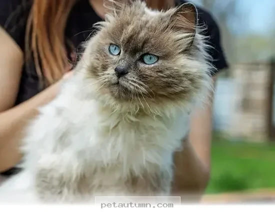 Top 5 Cuddly Pets That Love Sitting On Your Lap Throughout 2026
