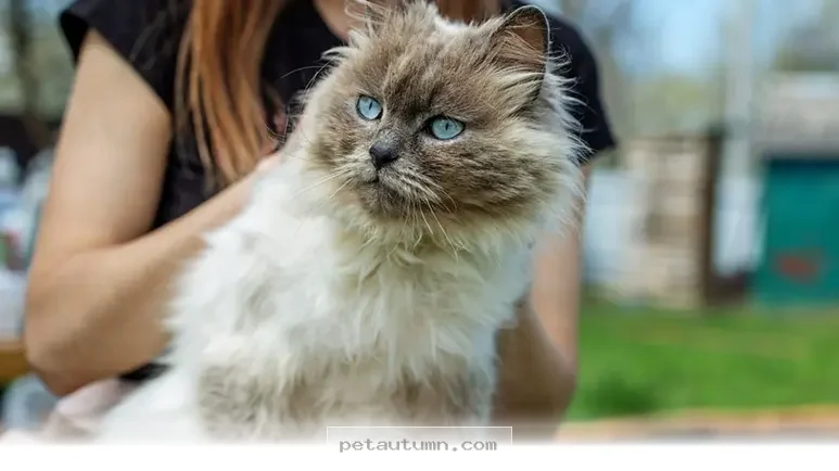 Top 5 Cuddly Pets That Love Sitting On Your Lap Throughout 2026