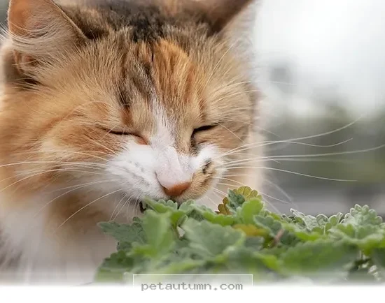 Top 7 Healing Herbs to Keep Your Pets Healthy and Happy in 2026