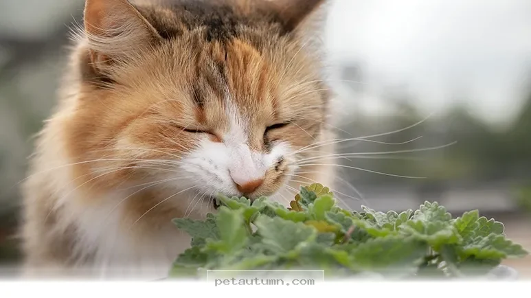 Top 7 Healing Herbs to Keep Your Pets Healthy and Happy in 2026