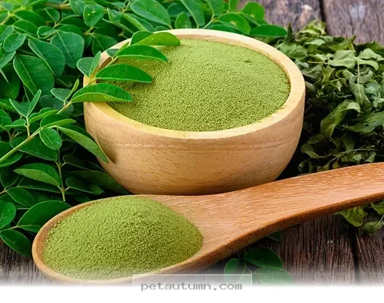 Top 7 Health Benefits of Moringa for Your Pets in 2026