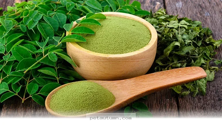 Top 7 Health Benefits of Moringa for Your Pets in 2026