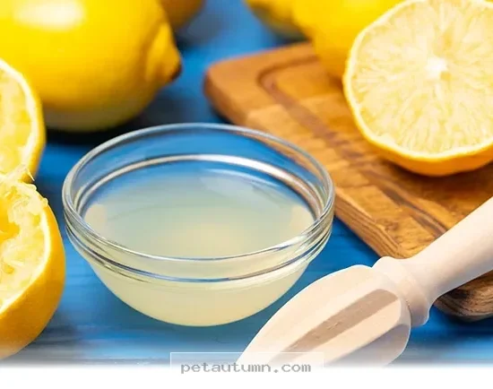 Top 7 Surprising Facts About Feeding Your Pet Lemons in 2026