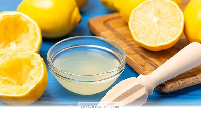Top 7 Surprising Facts About Feeding Your Pet Lemons in 2026