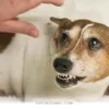 Understanding 5 New Ways to Help Your Dog Stay Calm in 2026