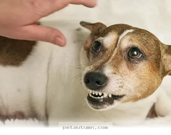 Understanding 5 New Ways to Help Your Dog Stay Calm in 2026