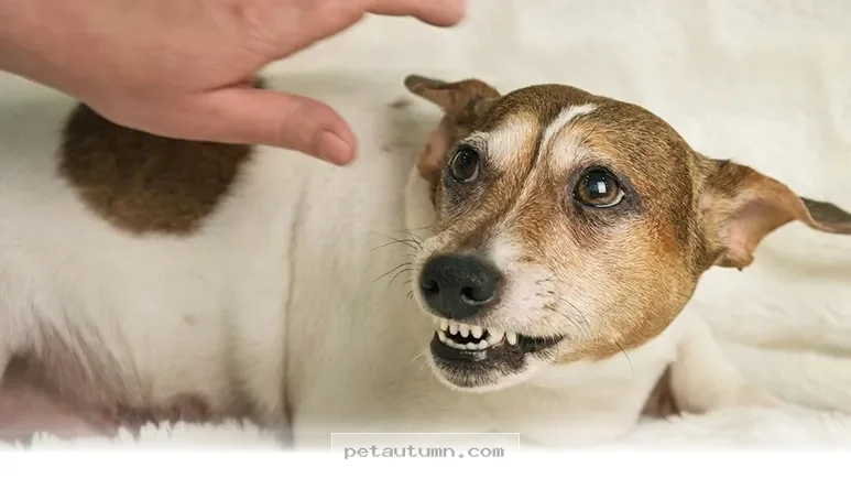 Understanding 5 New Ways to Help Your Dog Stay Calm in 2026