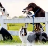 Understanding 5 Rare Health Conditions Affecting Our Pets in 2026