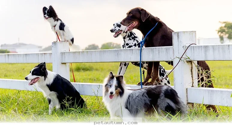 Understanding 5 Rare Health Conditions Affecting Our Pets in 2026