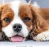 Understanding 5 Reasons Why Your Dog Sighs So Often in 2026
