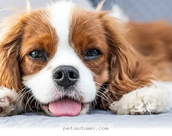 Understanding 5 Reasons Why Your Dog Sighs So Often in 2026