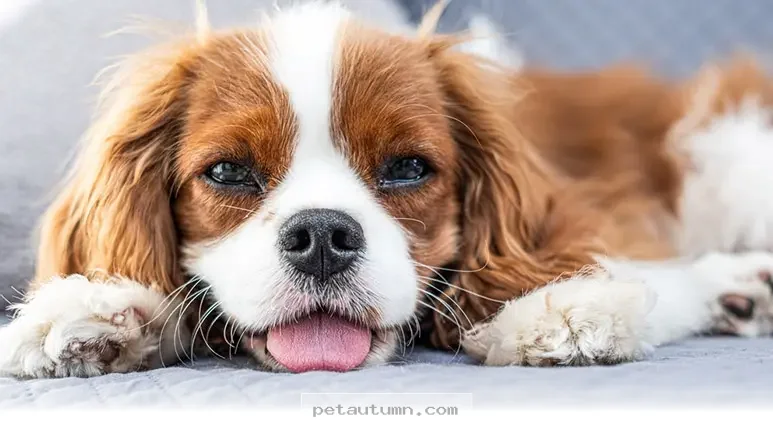 Understanding 5 Reasons Why Your Dog Sighs So Often in 2026