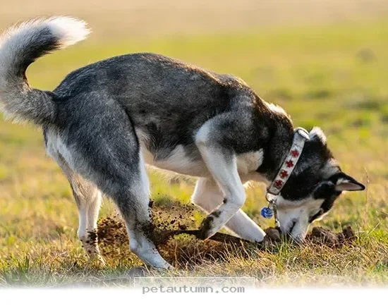 Understanding Why 5 Common Reasons Your Dog Stashes Toys in 2026