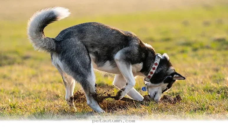 Understanding Why 5 Common Reasons Your Dog Stashes Toys in 2026