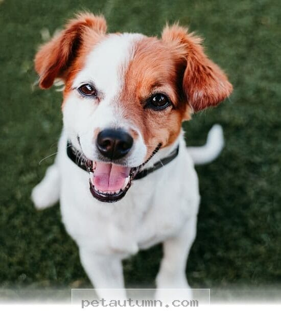 Understanding Your 2026 Pet Feelings and Why Dogs Express Happiness