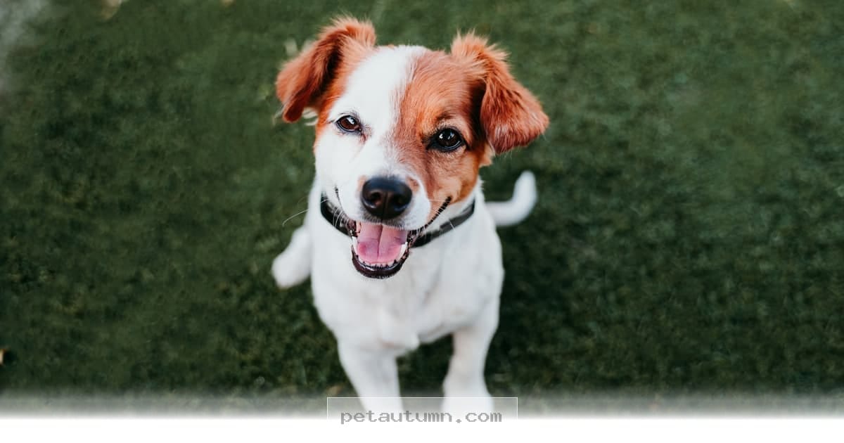 Understanding Your 2026 Pet Feelings and Why Dogs Express Happiness