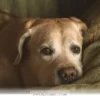 Understanding Your Aging Pet Health Changes for a Happy 2026 Ahead